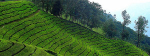 Kerala Tour Packages