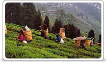 Darjeeling Tea Garden