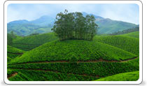 munnar hill station