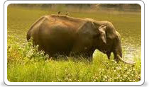 Nagarhole National Park