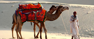 Camel Safari Tour