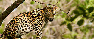 Kanha national park