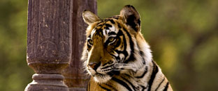 Ranthambore National Park