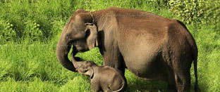 South India Wildlife